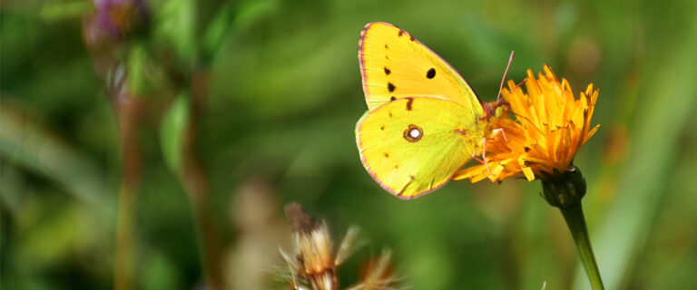 avacol turismo Colombia cien años de soledad