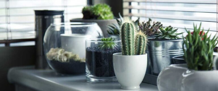 GIA Avacol Plantas en el hogar